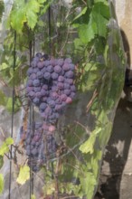 Vine with grapes with a net protected against birds, Hannberg, Middle Franconia, Bavaria, Germany