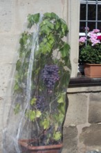 Vine with grapes with a net protected against birds, Hannberg, Middle Franconia, Bavaria, Germany