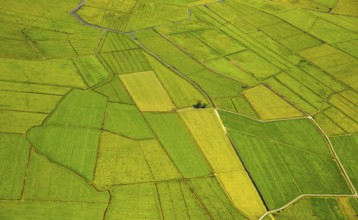 Fields in the polder land, drainage ditches in the marshes, green landscape, Bunde unified