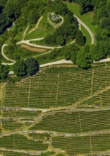 Viticulture at Freiburg Schlossberg in Oberau, Ludwigshöhe, Freiburg im Breisgau, Breisgau,