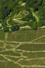Viticulture at Freiburg Schlossberg in Oberau, Ludwigshöhe, Freiburg im Breisgau, Breisgau,