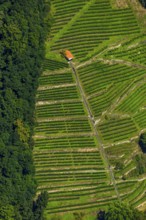 Viticulture at the Freiburg Schlossberg in the Oberau, Freiburg im Breisgau, Breisgau,