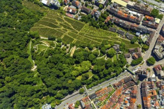 Viticulture at Freiburg Schlossberg in Oberau, Ludwigshöhe, Freiburg im Breisgau, Breisgau,