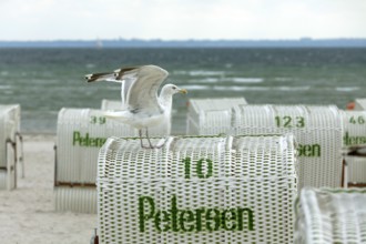Jetty with beach chairs, seagull, Grömitz, Baltic Sea, Schleswig-Holstein, Germany, Europe, aerial