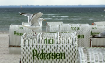 Jetty with beach chairs, seagull, Grömitz, Baltic Sea, Schleswig-Holstein, Germany, Europe, aerial