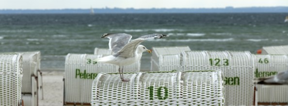 Jetty with beach chairs, seagull, Grömitz, Baltic Sea, Schleswig-Holstein, Germany, Europe, aerial