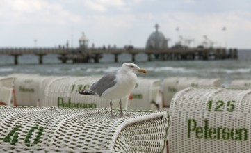 Jetty with beach chairs, seagull, Grömitz, Baltic Sea, Schleswig-Holstein, Germany, Europe, aerial