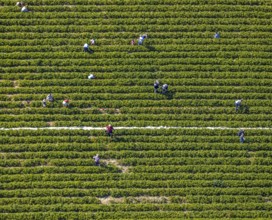 Aerial view, strawberry fields, Elberfelder Straße, Gennebreck, Sprockhövel, Ruhr area, North