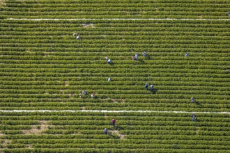 Aerial view, strawberry fields, Elberfelder Straße, Gennebreck, Sprockhövel, Ruhr area, North