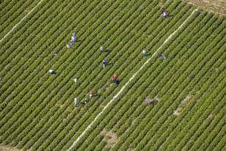 Aerial view, strawberry fields, Elberfelder Straße, Gennebreck, Sprockhövel, Ruhr area, North