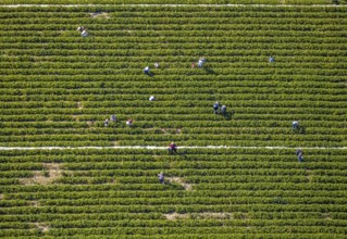 Aerial view, strawberry fields, Elberfelder Straße, Gennebreck, Sprockhövel, Ruhr area, North
