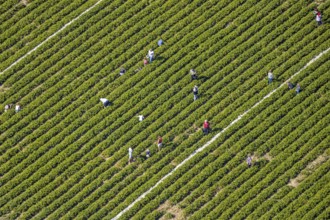 Aerial view, strawberry fields, Elberfelder Straße, Gennebreck, Sprockhövel, Ruhr area, North