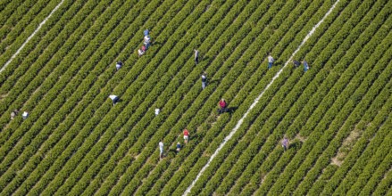 Aerial view, strawberry fields, Elberfelder Straße, Gennebreck, Sprockhövel, Ruhr area, North
