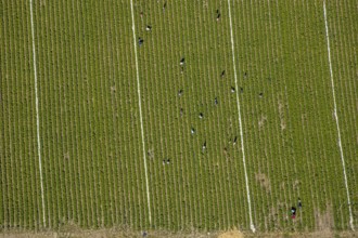 Aerial view, strawberry fields, Elberfelder Straße, Gennebreck, Sprockhövel, Ruhr area, North