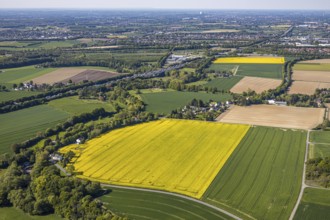 Aerial view, rape fields at the Massener Heide, motorway A1, Unna, Ruhr area, North