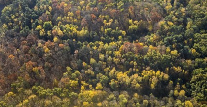 Aerial view, forest area, Möllen, Voerde, Ruhr area, North Rhine-Westphalia, Germany, DE, Europe,