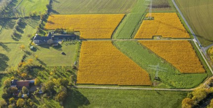 Aerial view, meadows and fields Mehrstraße, Friedrichsfeld, Voerde, Ruhr area, North