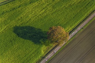 Aerial photo, field, meadow, field, field path with a tree, autumn leaves, Nordkirchen,