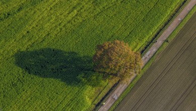 Aerial photo, field, meadow, field, field path with a tree, autumn leaves, Nordkirchen,
