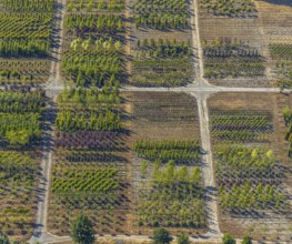 Aerial view, tree plots, tree nursery Wittener Straße 206, Ostholt, Hiddinghausen, Sprockhövel,