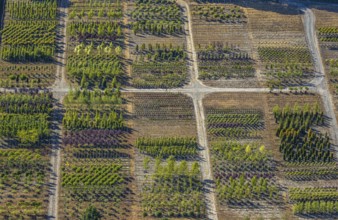 Aerial view, tree plots, tree nursery Wittener Straße 206, Ostholt, Hiddinghausen, Sprockhövel,