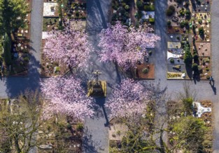 Aerial view, park cemetery, Rota winter cherry, Prunus subhirtella, flowering trees, cross, cross