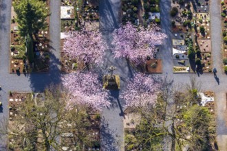 Aerial view, park cemetery, Rota winter cherry, Prunus subhirtella, flowering trees, cross, cross