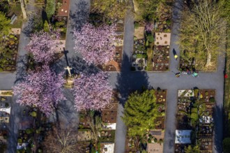 Aerial view, park cemetery, Rota winter cherry, Prunus subhirtella, flowering trees, cross, cross