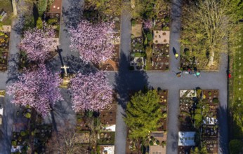 Aerial view, park cemetery, Rota winter cherry, Prunus subhirtella, flowering trees, cross, cross