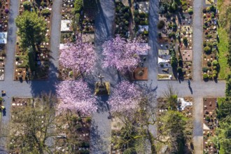 Aerial view, park cemetery, Rota winter cherry, Prunus subhirtella, flowering trees, cross, cross