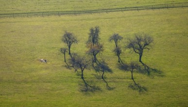 Aerial view, trees in a meadow, Schmallenberg, Sauerland, North Rhine-Westphalia, Germany, Am