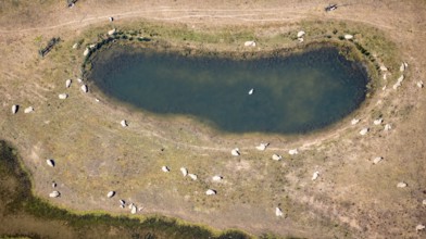 Aerial view, sheep at waterhole at Bergen Lake, lambs, lamb, Bislich, Wesel, Ruhr area, Lower