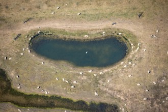 Aerial view, sheep at waterhole at Bergen Lake, lambs, lamb, Bislich, Wesel, Ruhr area, Lower