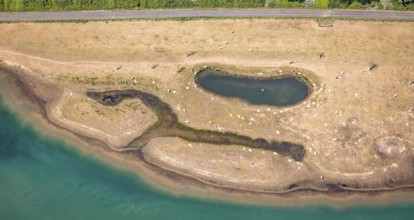 Aerial view, sheep at waterhole at Bergen Lake, lambs, lamb, Bislich, Wesel, Ruhr area, Lower