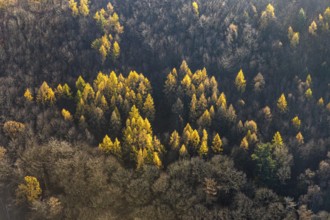 Aerial view, forest area, trees in autumn colours, weather, Ruhr area, North Rhine-Westphalia,