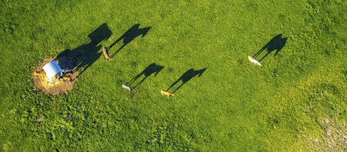 Aerial view, horses and feeding place on a green meadow, riding facility Stapelskotten, shapes and
