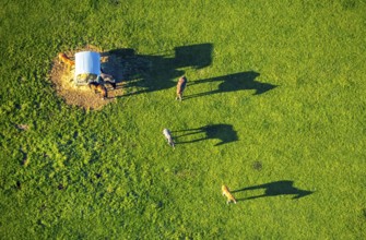 Aerial view, horses and feeding place on a green meadow, riding facility Stapelskotten, shapes and