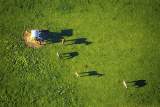 Aerial view, horses and feeding place on a green meadow, riding facility Stapelskotten, shapes and
