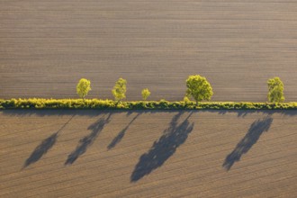 Aerial view, row of trees with shadow on a field, Münster, Münsterland, North Rhine-Westphalia,