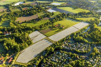 Aerial view, asparagus fields, asparagus cultivation, Südmühlenweg, Kamillusweg, river Werse,
