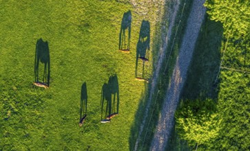 Aerial view, horses and feeding place on a green meadow, riding facility Stapelskotten, shapes and