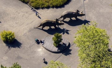 Aerial view, Allwetterzoo Münster, LWL-Museum für Naturkunde mit Planetarium, Triceratops,