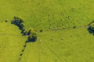 Aerial view, cows on green meadow, Münster, Münsterland, North Rhine-Westphalia, Germany, DE,