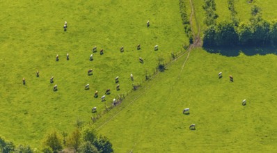 Aerial view, cows on green meadow, Münster, Münsterland, North Rhine-Westphalia, Germany, DE,