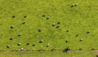 Aerial view, cows on green meadow, Münster, Münsterland, North Rhine-Westphalia, Germany, DE,