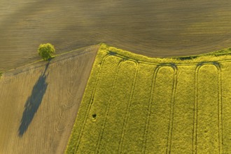 Aerial view, tree on field, shapes and colours, Telgte, Warendorf district, Münsterland, North