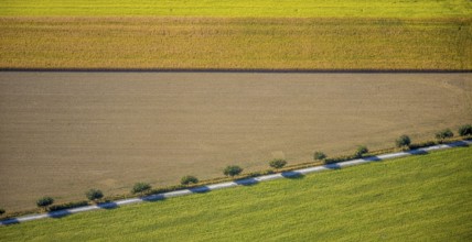 Aerial view, row of trees at the roadside, Krewinkel, Lippetal, Kreis Soest, North