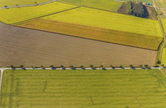 Aerial view, row of trees at the roadside, Krewinkel, Lippetal, Kreis Soest, North