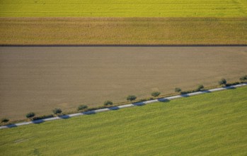 Aerial view, row of trees at the roadside, Krewinkel, Lippetal, Kreis Soest, North
