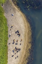 Aerial view, nature reserve Lippeaue, river Lippe, Benninghausen, Lippstadt, district Soest, North